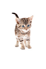 Image showing Cute Tabby Kitten with Blue Eyes