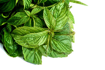 Image showing Lemon Balm