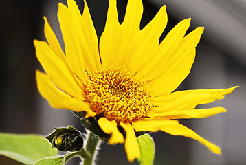 Image showing sunflower