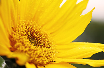 Image showing sunflower closeup