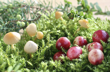 Image showing Cranberries