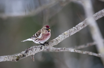 Image showing common redpoll