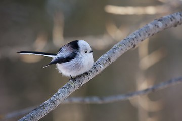 Image showing long tailed tit