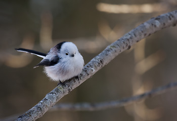 Image showing long tailed tit