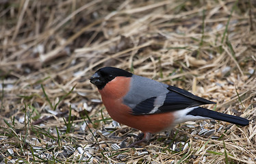 Image showing bullfinch on the ground