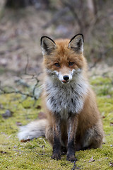 Image showing european red fox