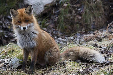 Image showing red fox