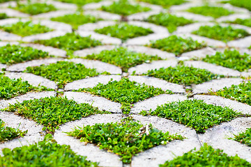 Image showing stone block walk path in the park with green grass