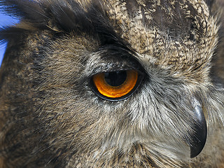 Image showing Owl