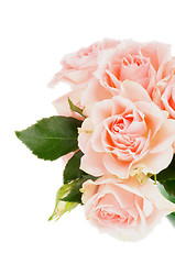 Image showing Cream Pink Roses