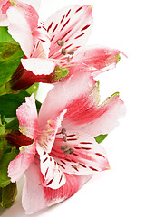 Image showing Pink Alstroemeria