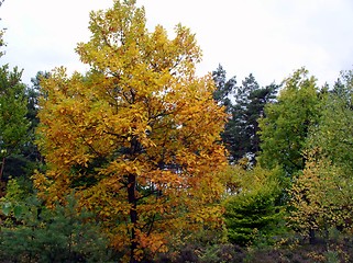 Image showing autumn woods