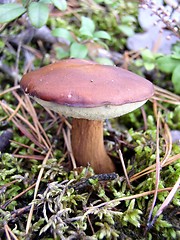 Image showing brown mushroom