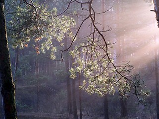 Image showing fabulous forest