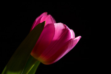 Image showing Single tulip on black background