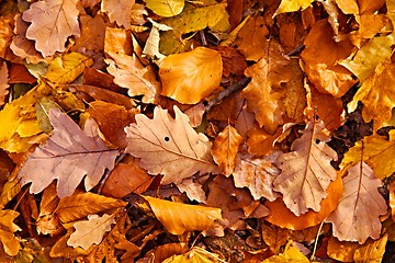 Image showing Fallen leaves