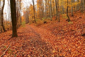 Image showing Autumn