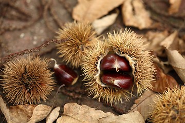 Image showing Chestnut