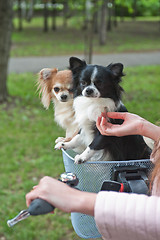 Image showing bicycle walking with dogs