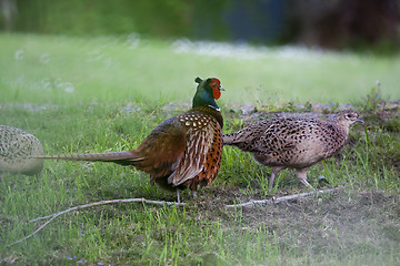 Image showing pheasants