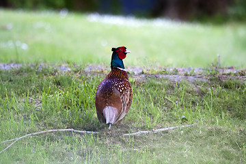 Image showing pheasant