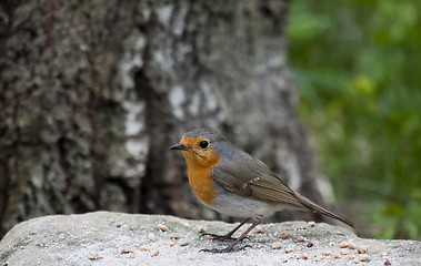 Image showing red robin