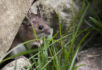 Image showing garden mouse