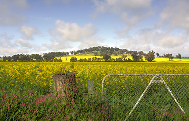 Image showing Flowering fields of Canola