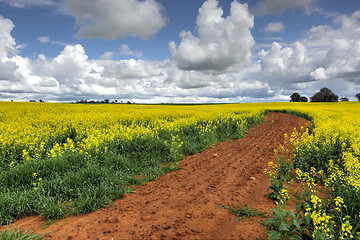 Image showing Growing Canola Fields