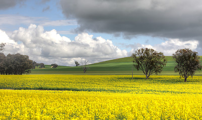 Image showing Farming Canolo in Cowra