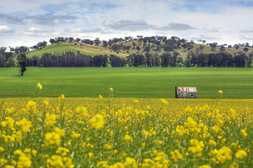 Image showing Abandoned farm house in fields of Canola