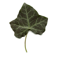 Image showing Ivy leaf