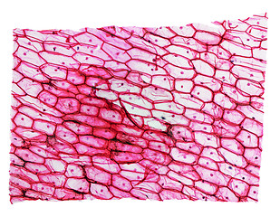 Image showing Onion epidermus micrograph