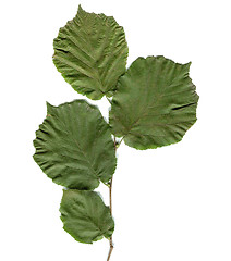 Image showing Hazel tree leaf