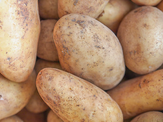 Image showing Potato vegetable