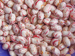 Image showing Cranberry beans