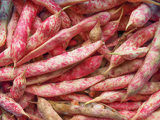 Image showing Cranberry beans