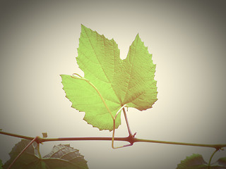 Image showing Retro look Vine picture