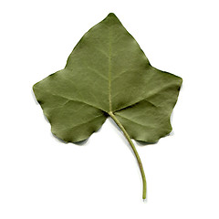 Image showing Ivy leaf