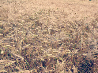 Image showing Retro look Barleycorn field