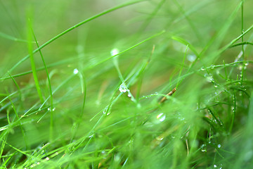 Image showing green grass with water drops texture for background