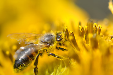 Image showing close up of bee on sunflower