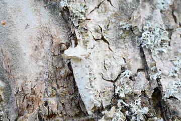 Image showing Texture of bark  in the natural park