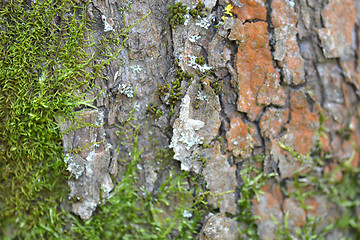 Image showing grunge wooden texture used as background, wood bark