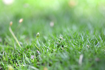 Image showing green grass texture for background