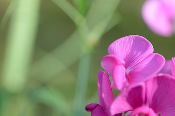 Image showing Close up of red flower, macro