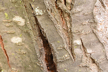 Image showing bark of tree texture