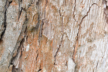 Image showing Old Wood Tree Texture Background Pattern