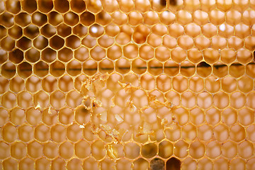 Image showing honeycomb background