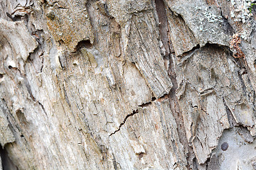 Image showing Old wood texture